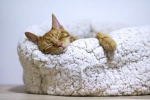 An orange kitten sleeping in a fluffy white cat bed