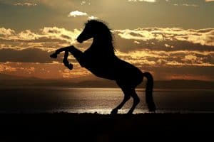 Silhouette of a horse rearing on its hind legs on a beach during sunset